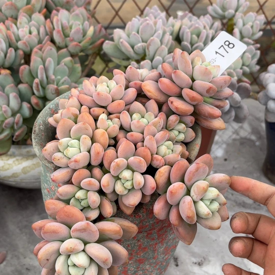 7**k同温层多肉洛神178