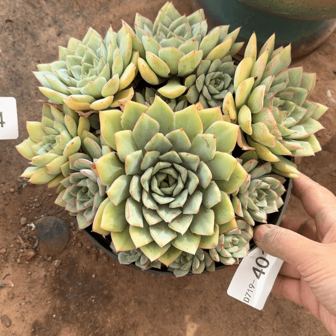 织锦401 同温层多肉