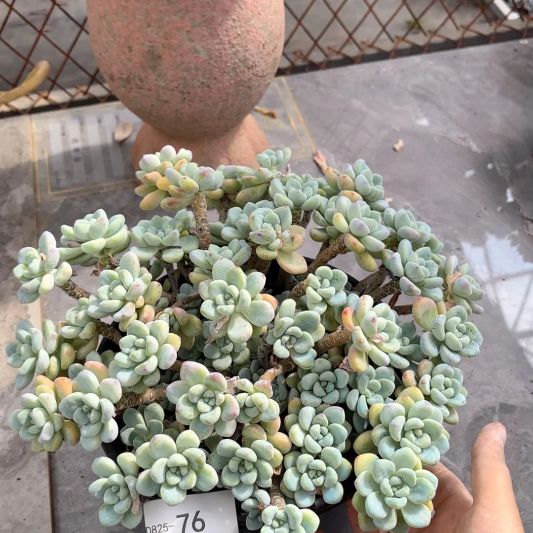 同温层多肉劳尔76