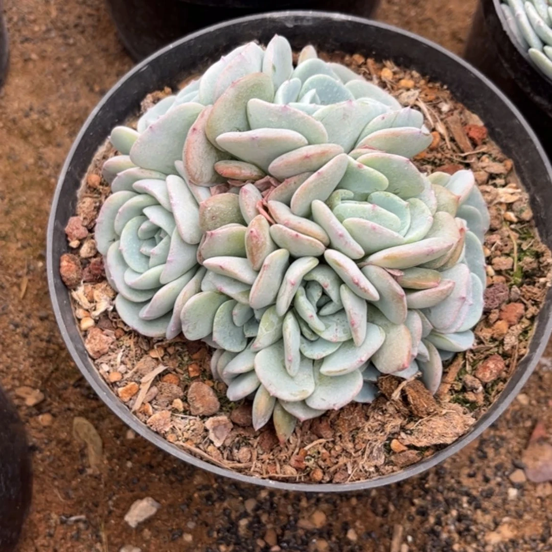 【闪购商品】爱**爱勃朗峰