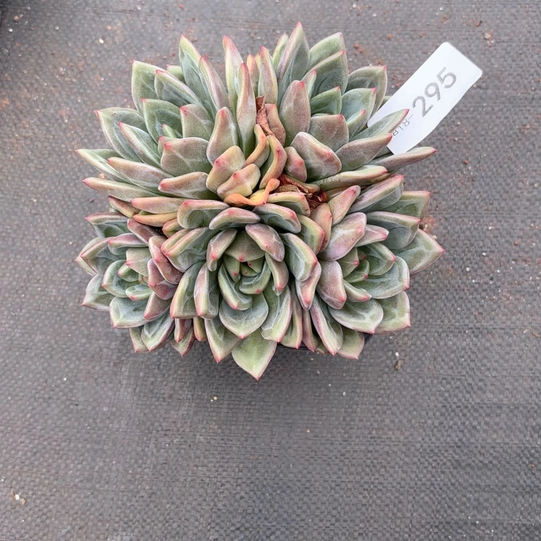 往*…18295香槟同温层花卉