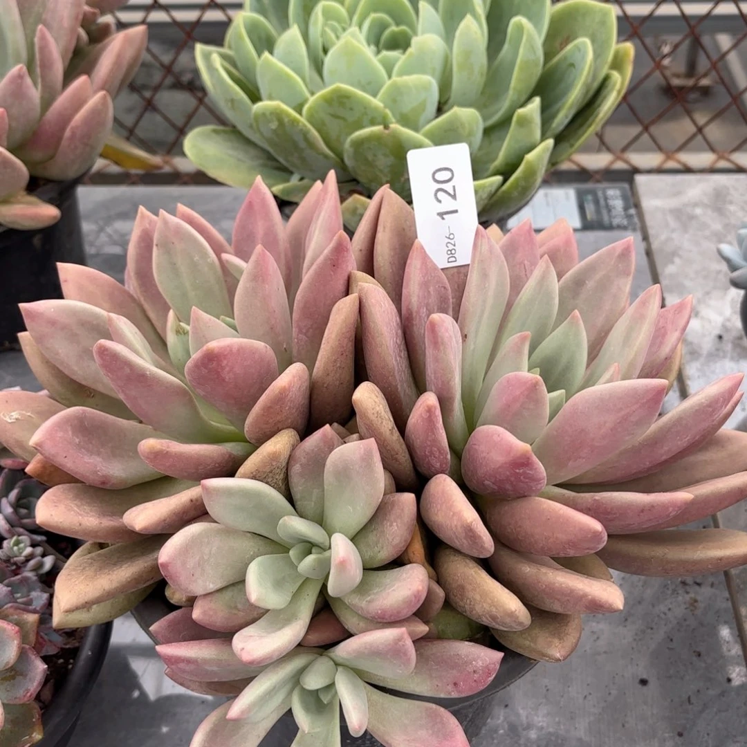 热*式同温层多肉桃花源120