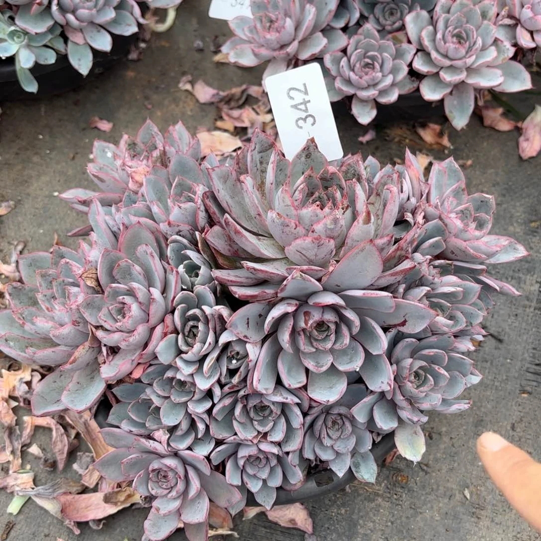 同温层多肉赫拉342