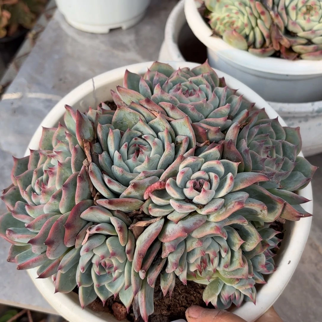 同温层多肉吉娃娃298整散不包