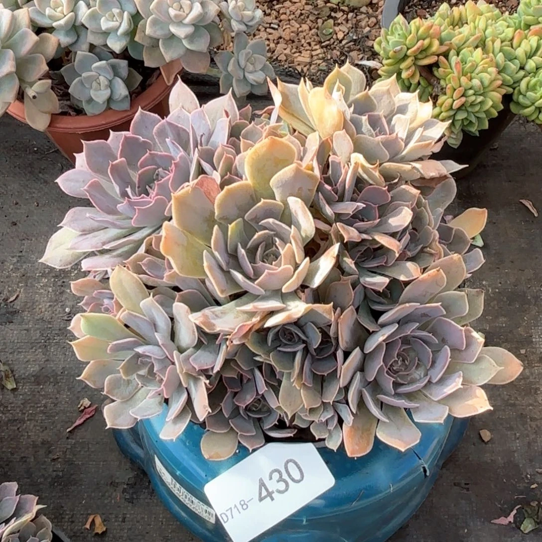 同温层多肉天鹅湖430