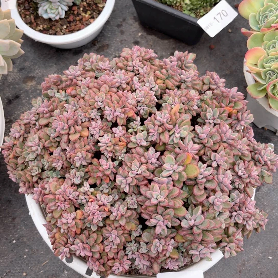 16151紫心同温层花卉