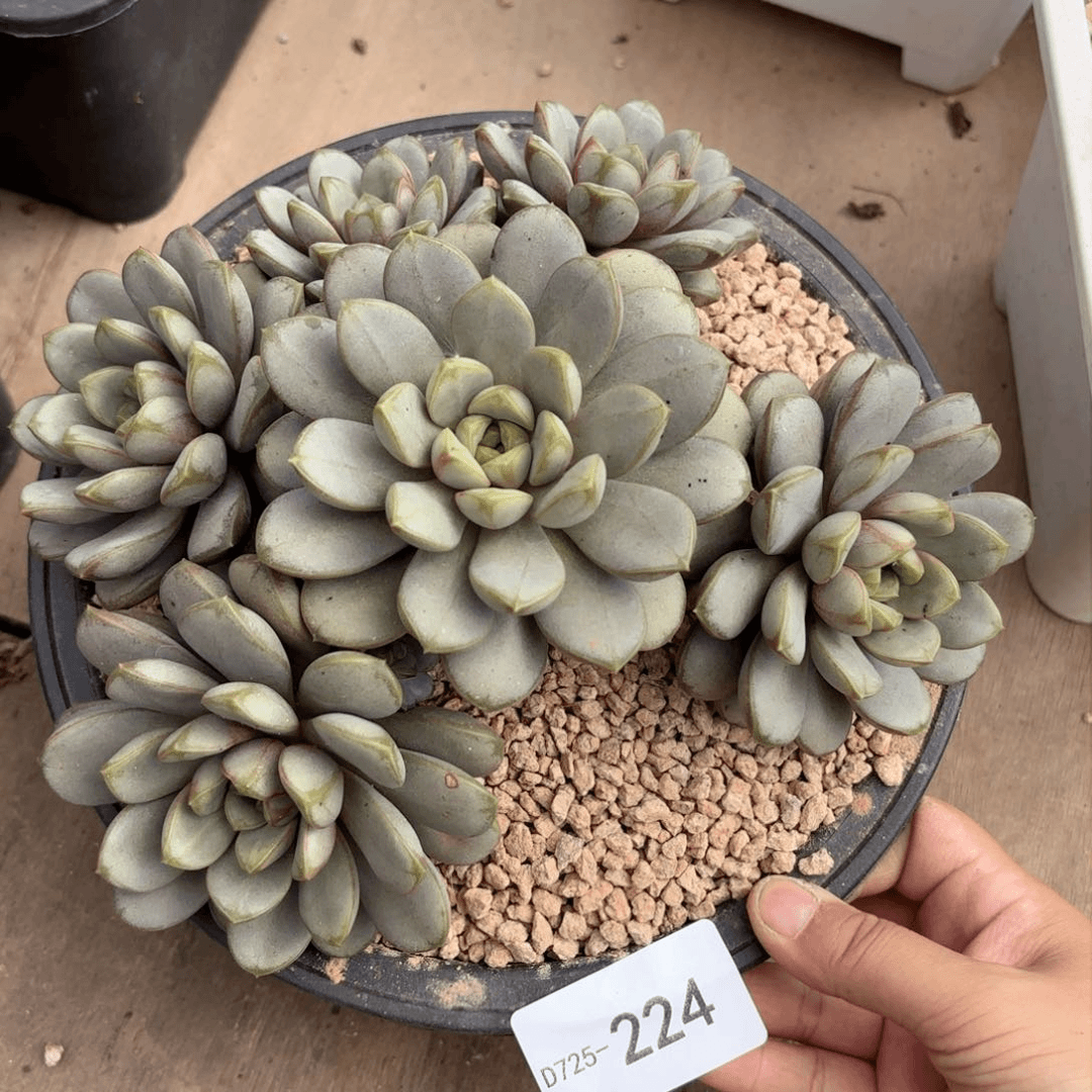 同温层多肉葡萄224