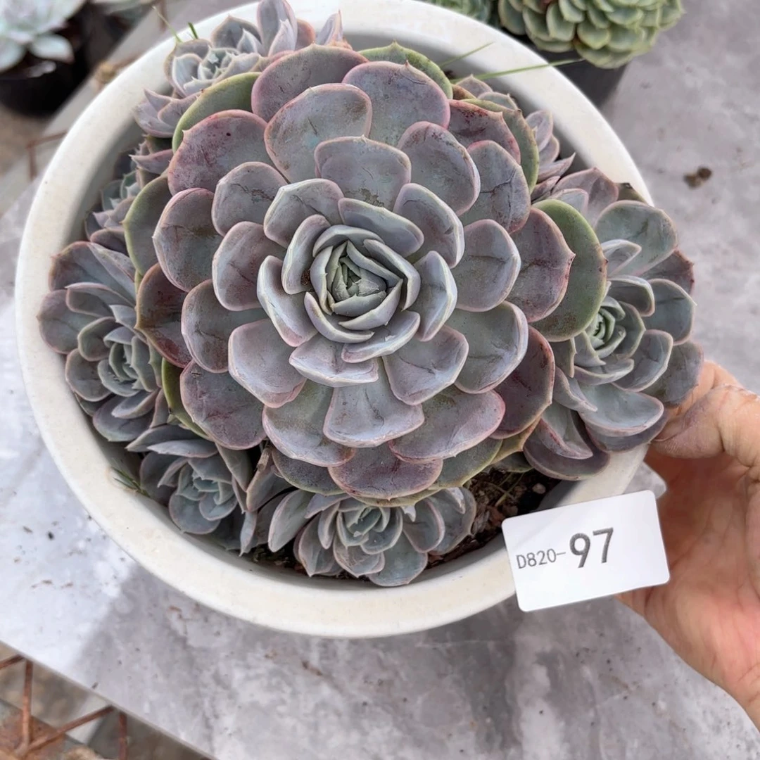 2097蓝色惊喜同温层花卉