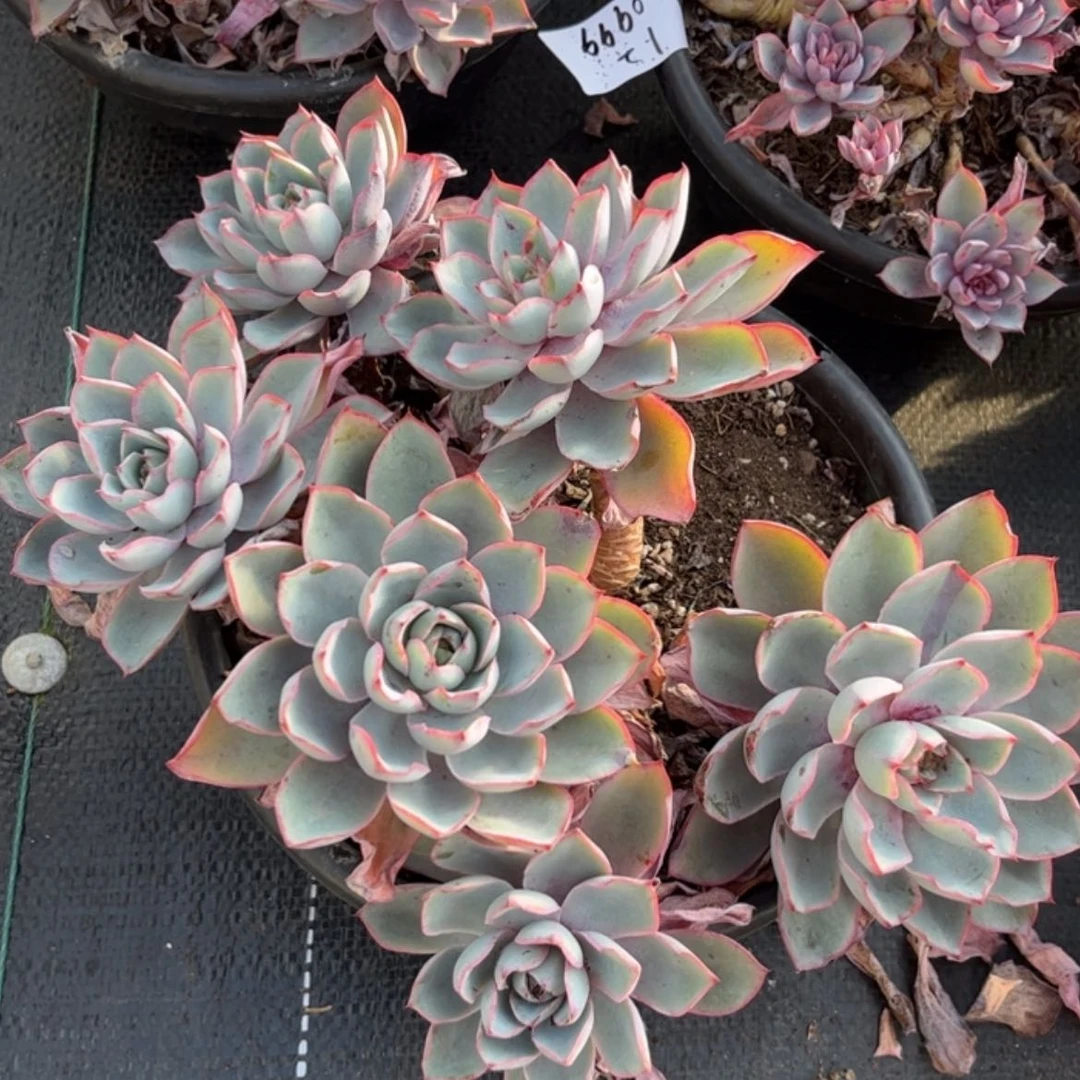 【闪购商品】金*地赫拉