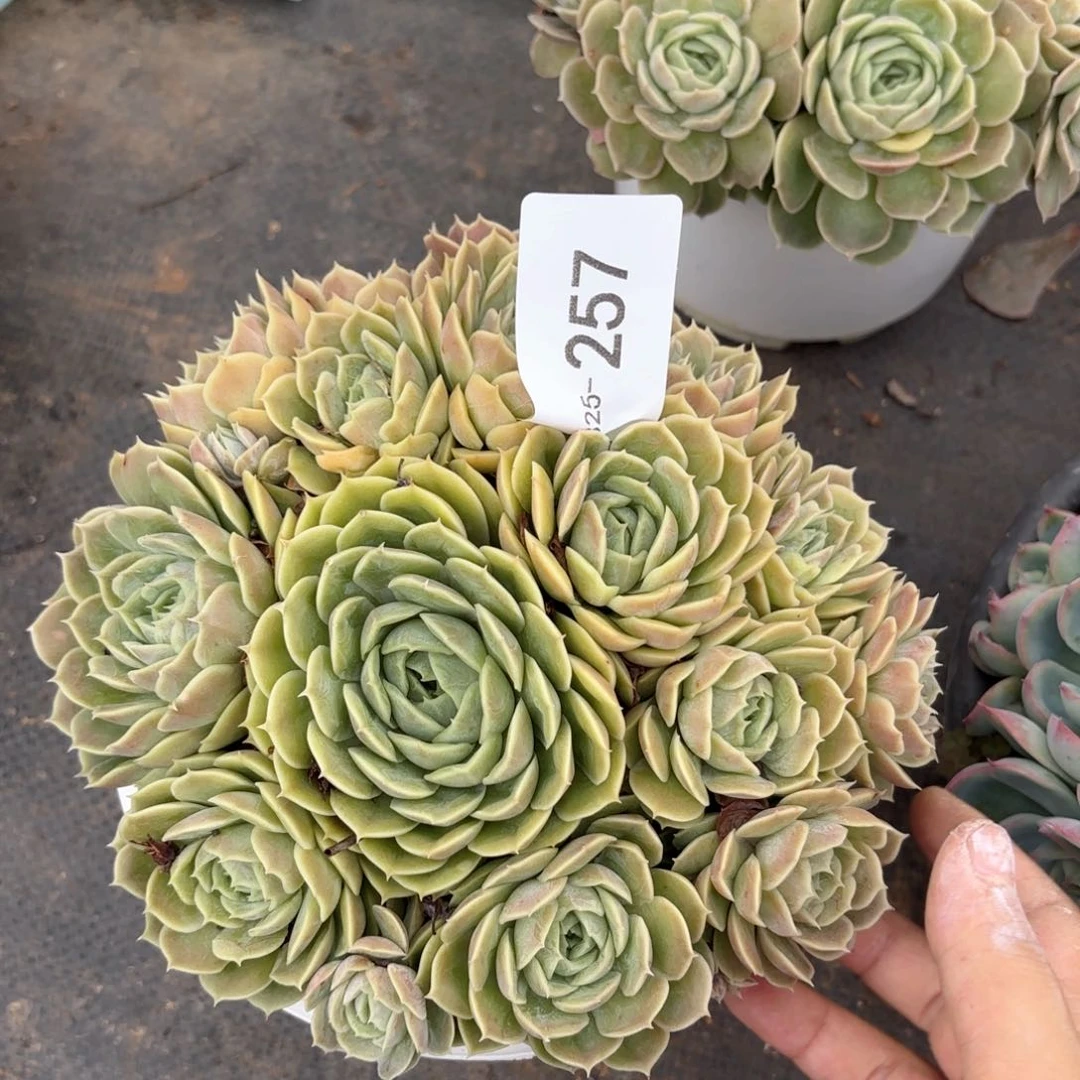 同温层多肉昂斯诺257