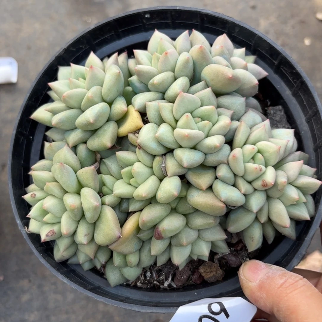 同温层多肉象牙309