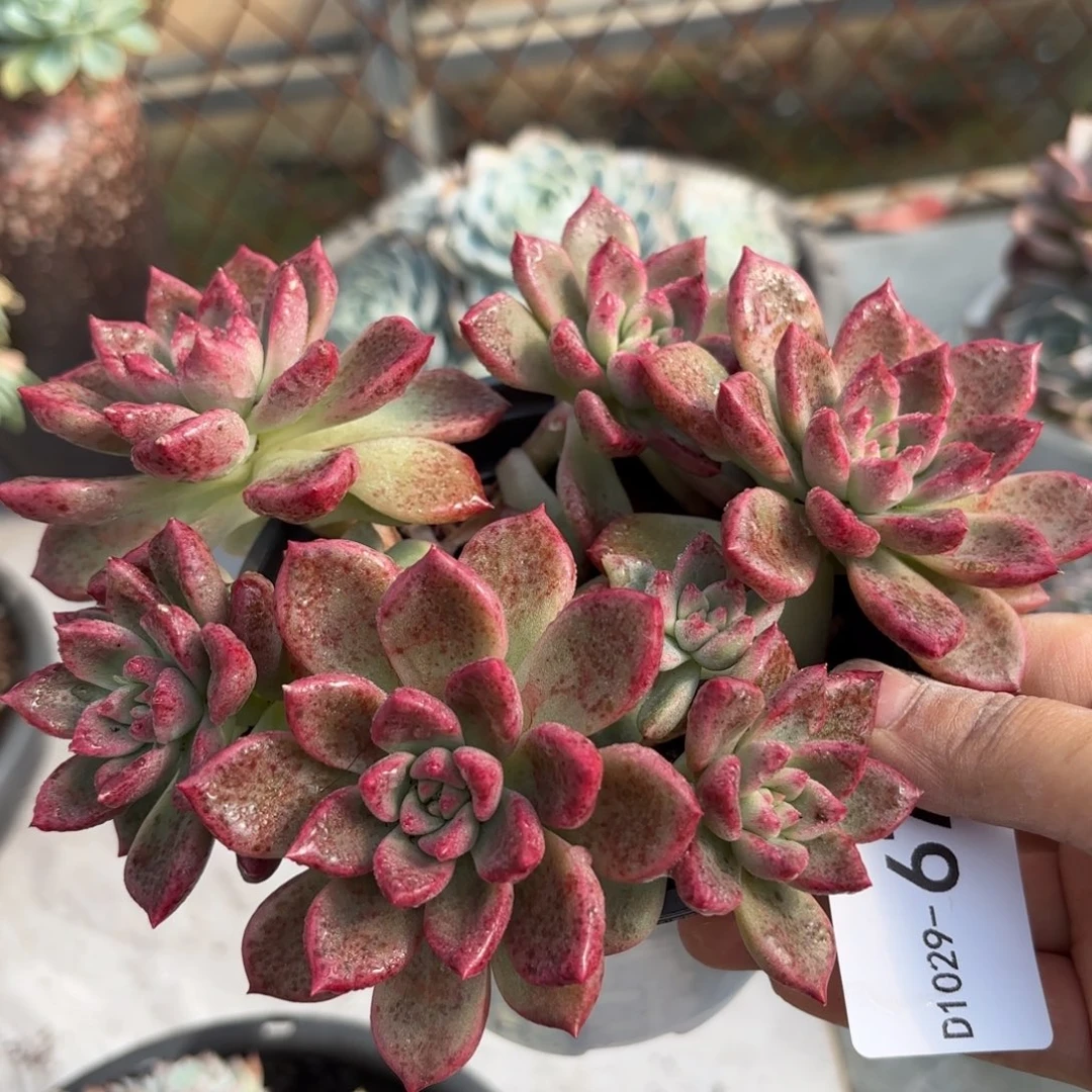 同温层多肉油漆桶67