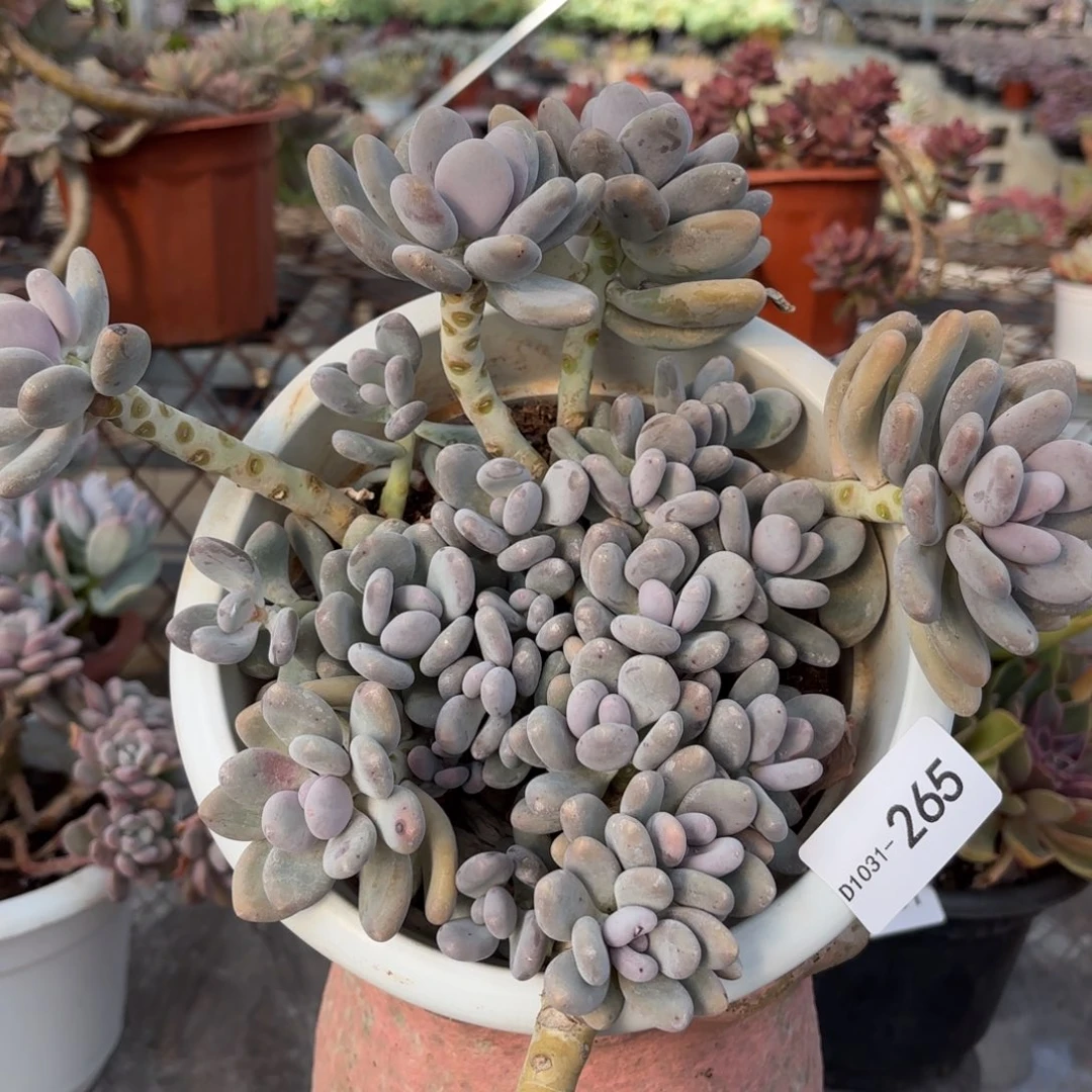 方*子同温层多肉桃美人265