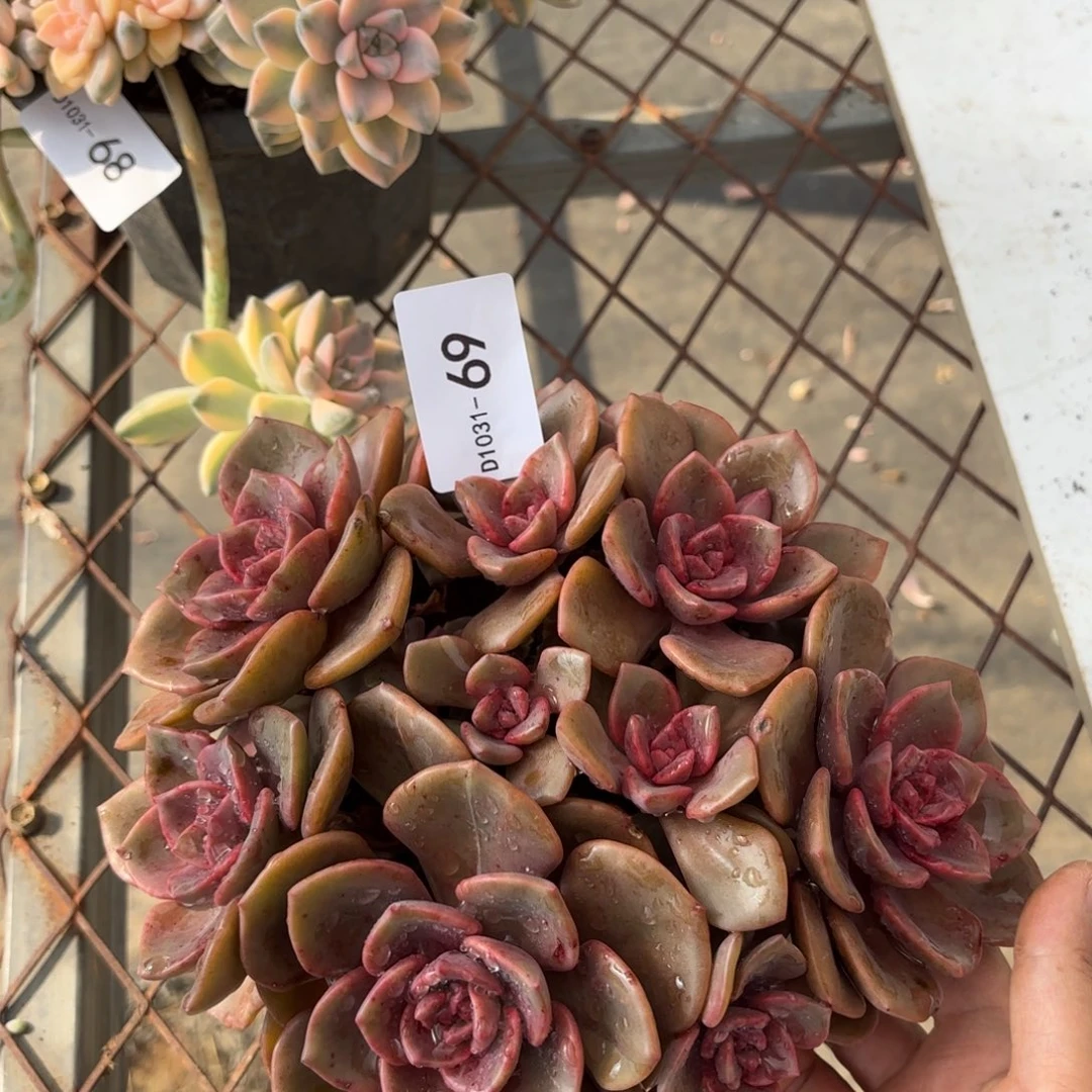 同温层多肉琉璃盏69