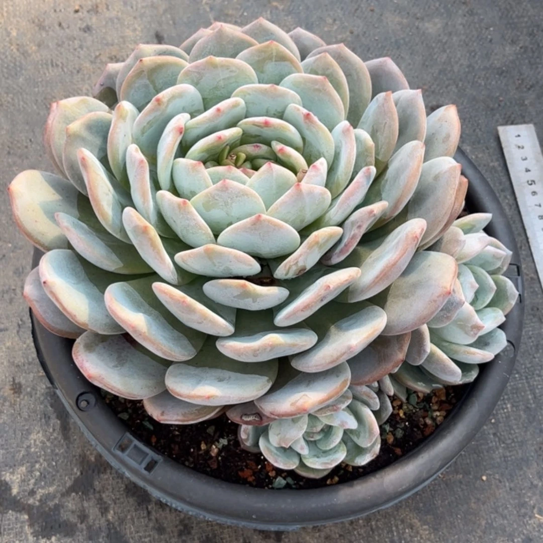 【闪购商品】花****.橙梦露