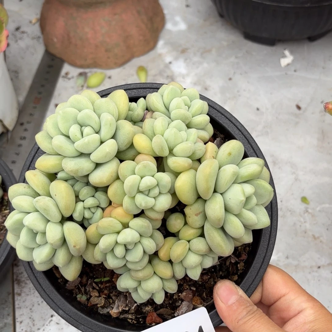 同温层多肉1028泡泡糖104