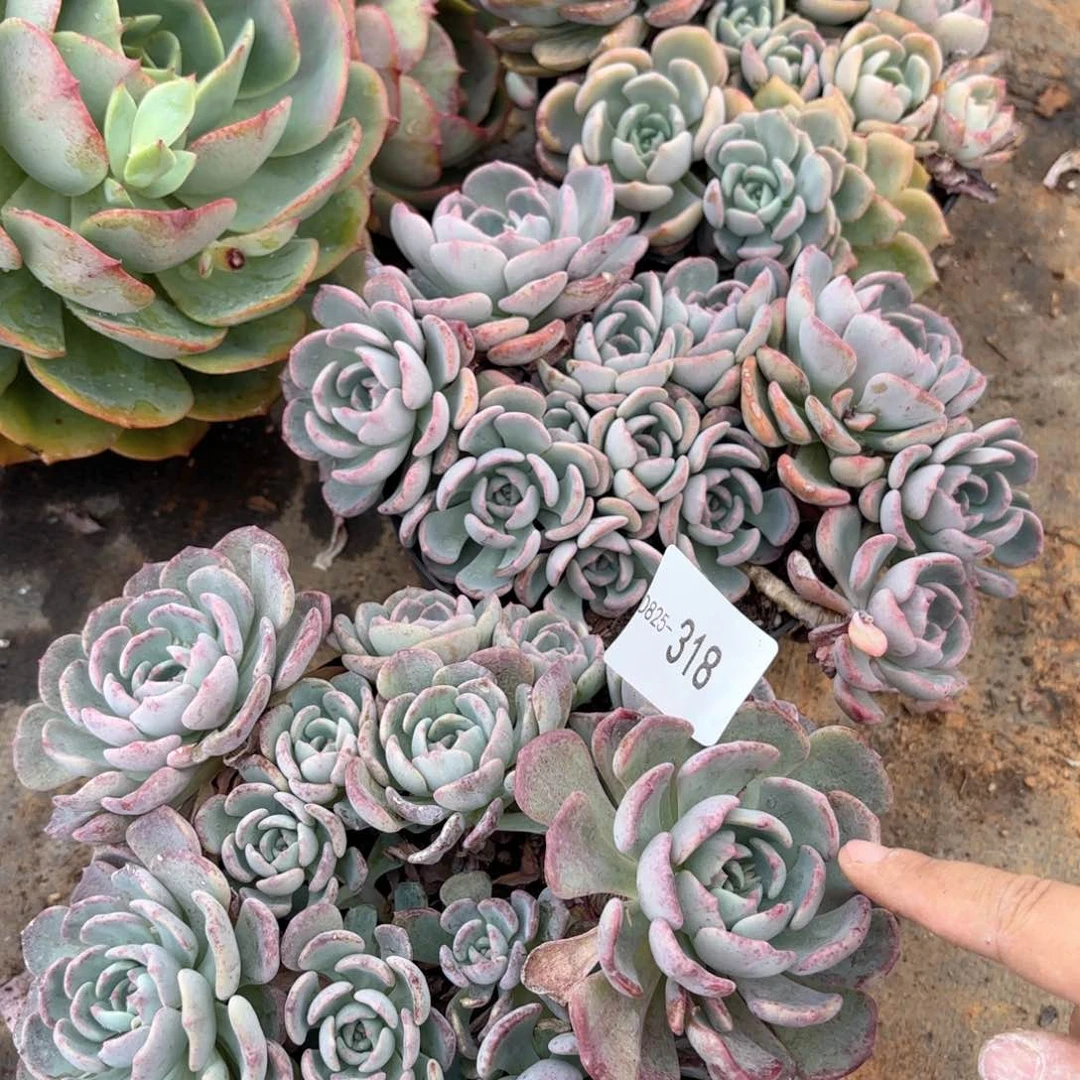 同温层多肉千山雪318量拍