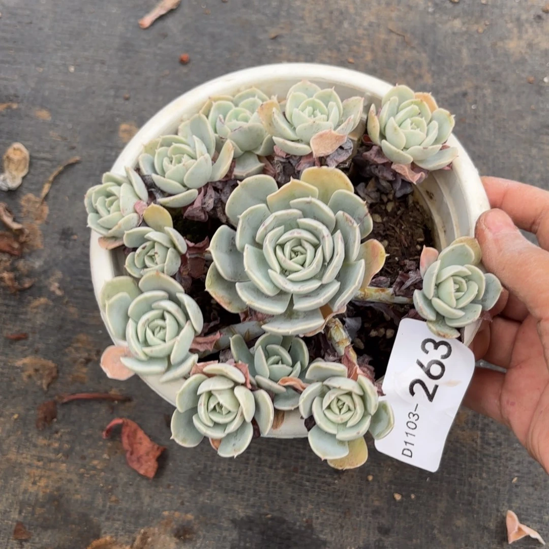 同温层多肉鲁氏263