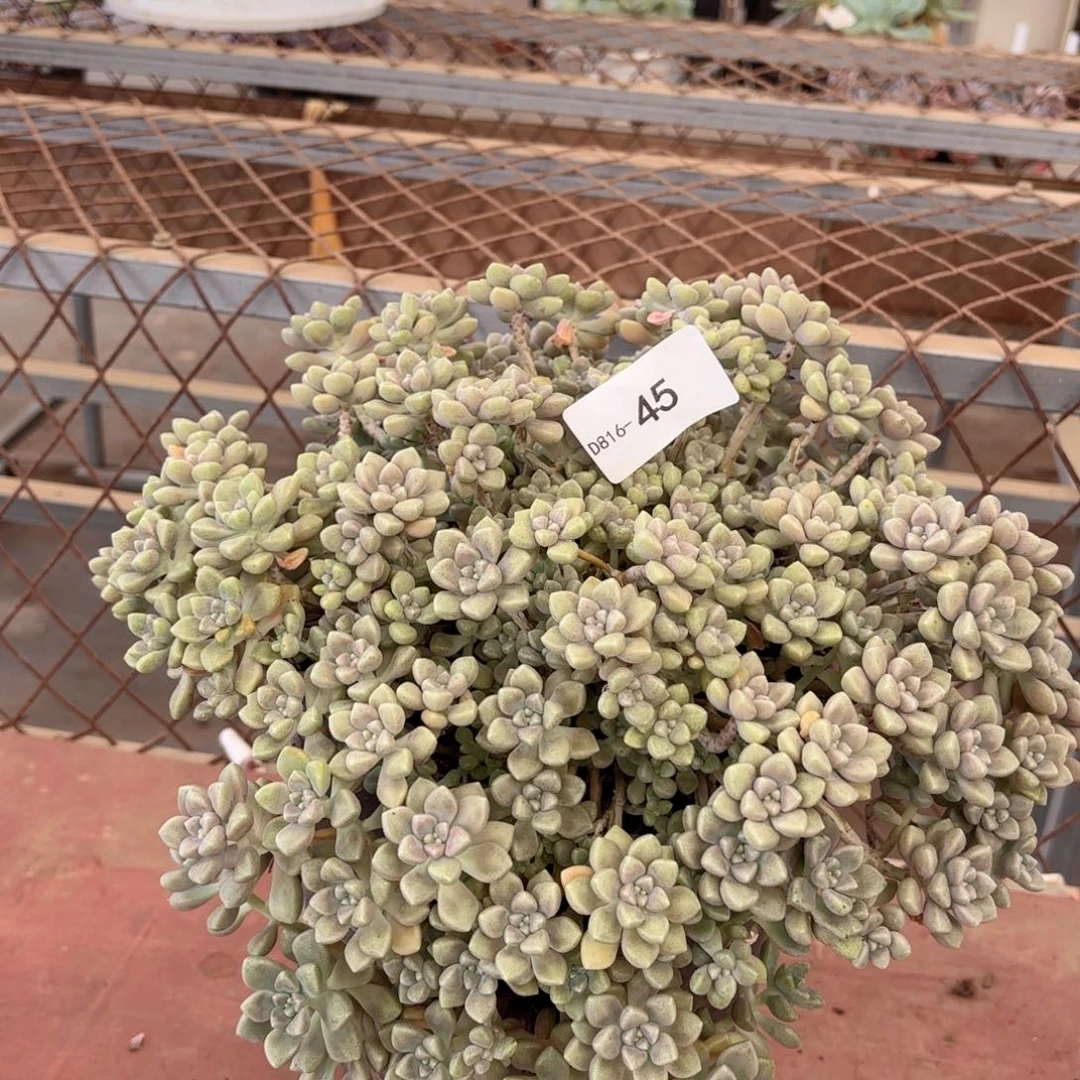 1645丸叶姬秋丽同温层花卉