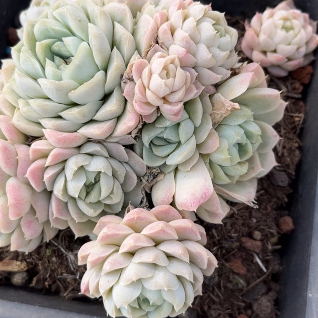 【闪购商品】゛**゛白月影