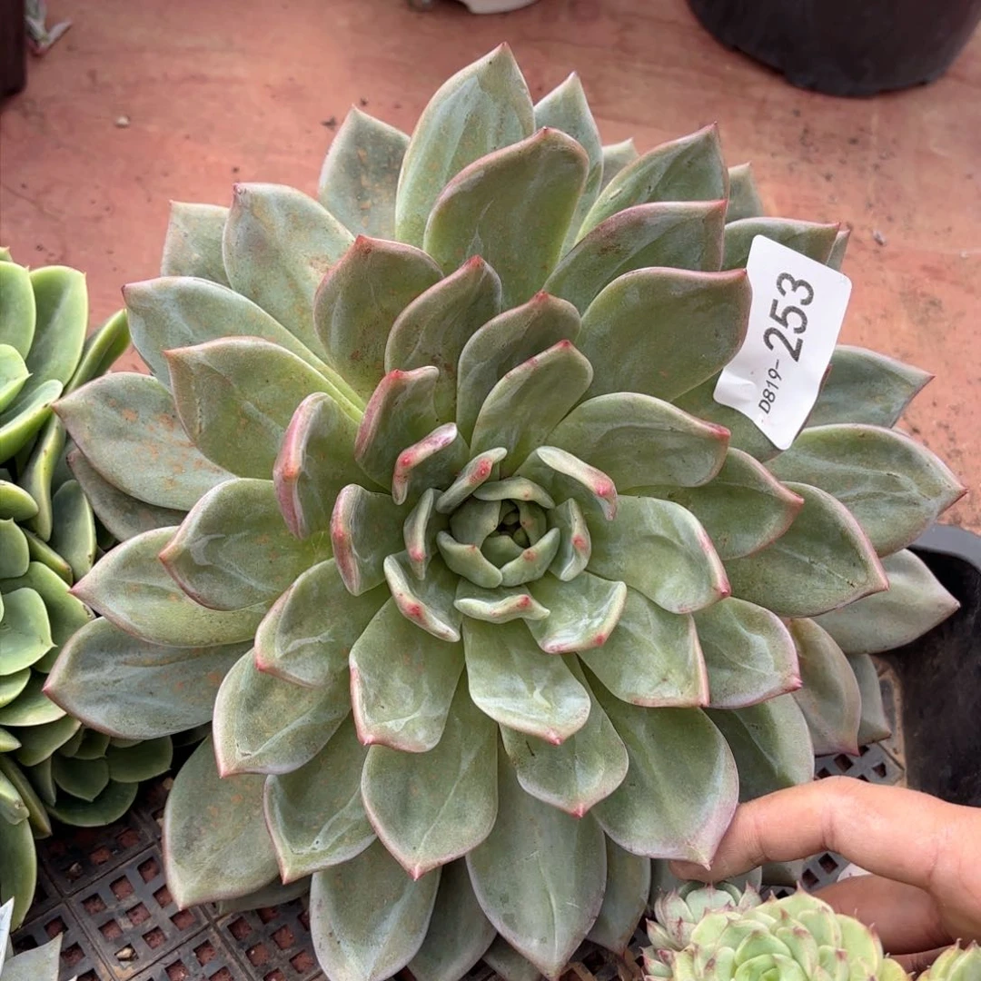 19253香槟同温层花卉