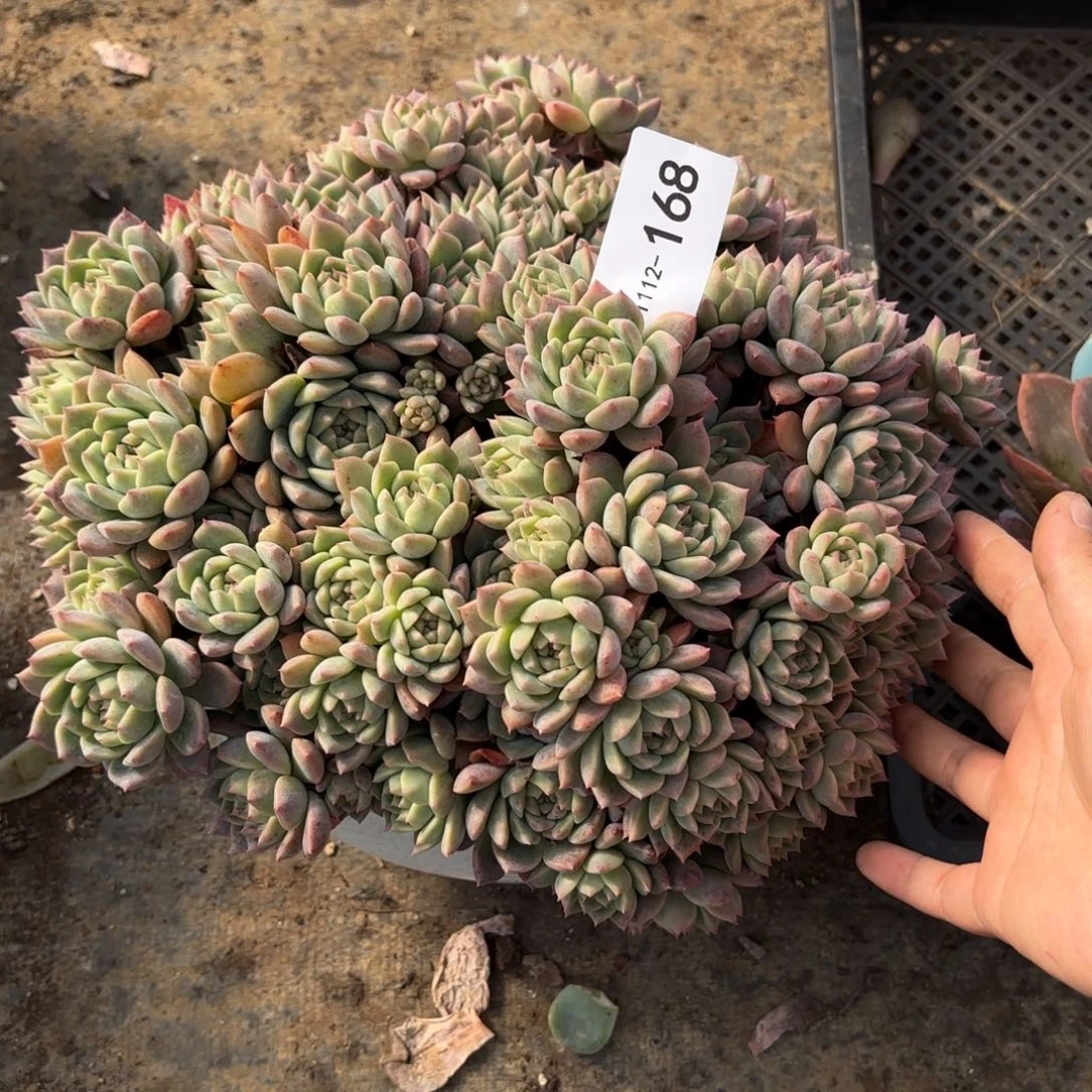 同温层多肉霜花168