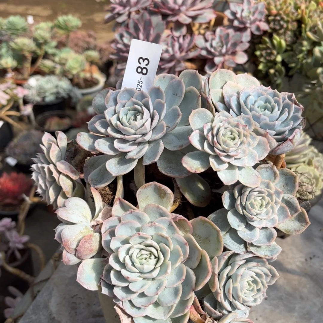 同温层多肉约瑟琳83