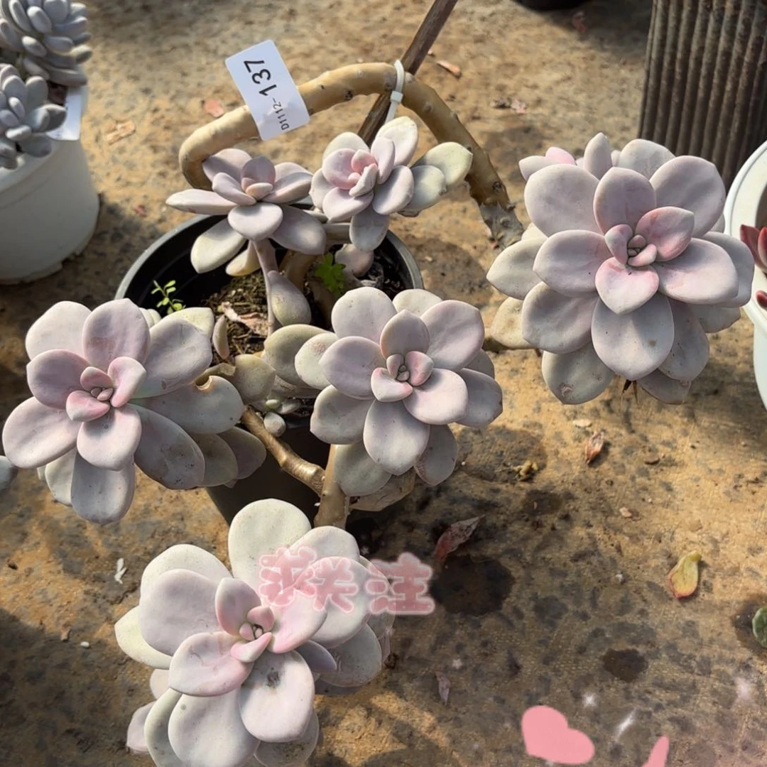 同温层多肉桃霜137泡沫发