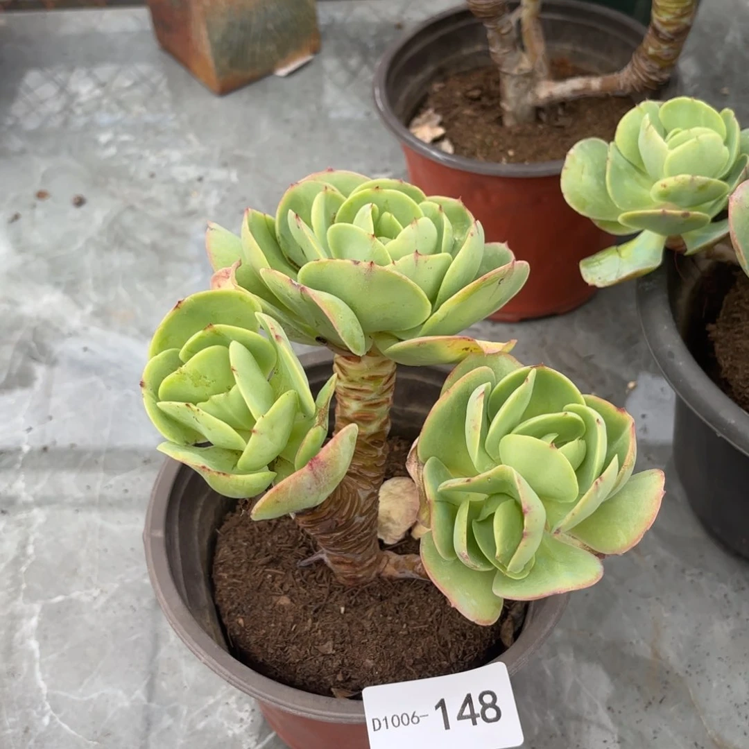 148碧桃同温层花卉