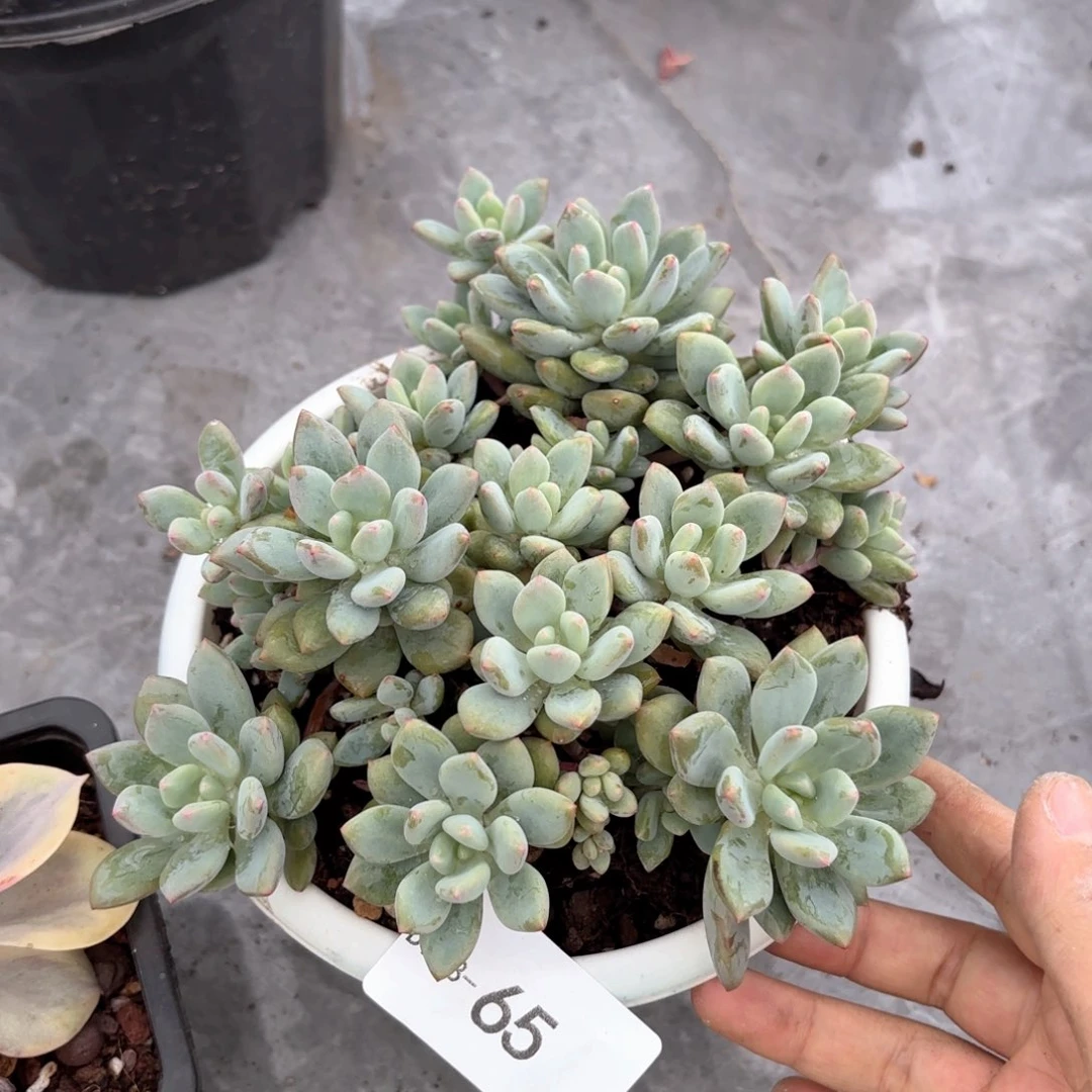 同温层多肉胭脂美人65
