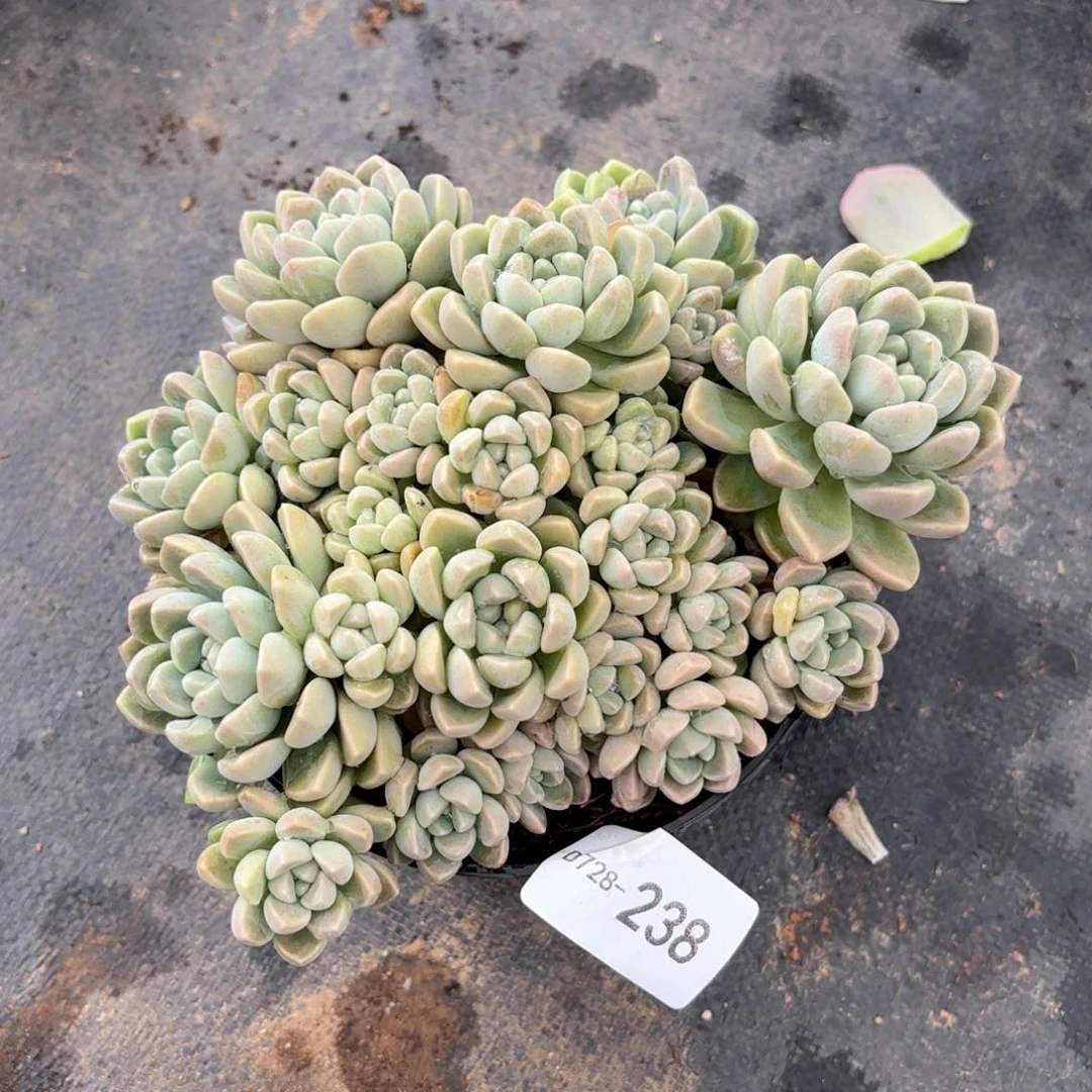 同温层多肉鹅卵石238