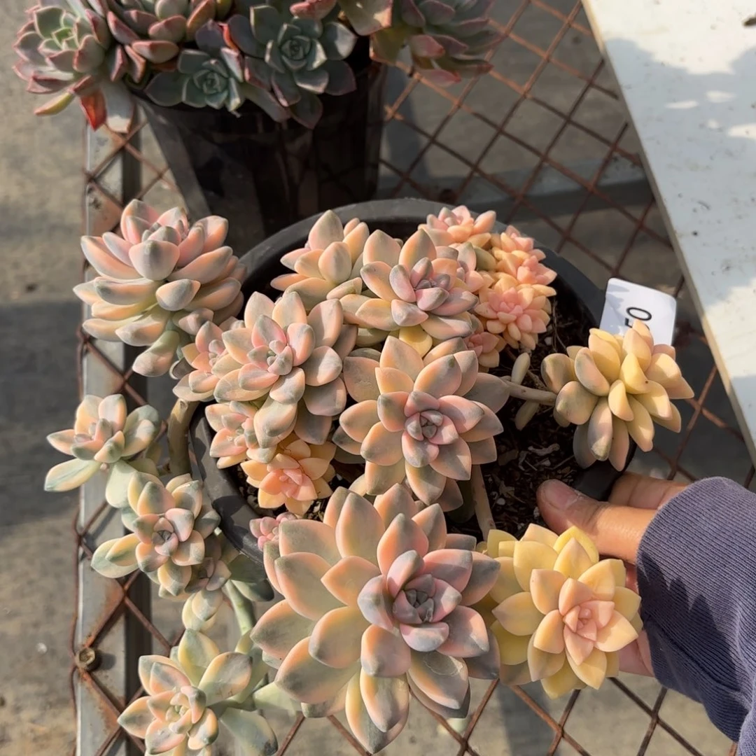 随****同温层多肉美杏景50泡沫发