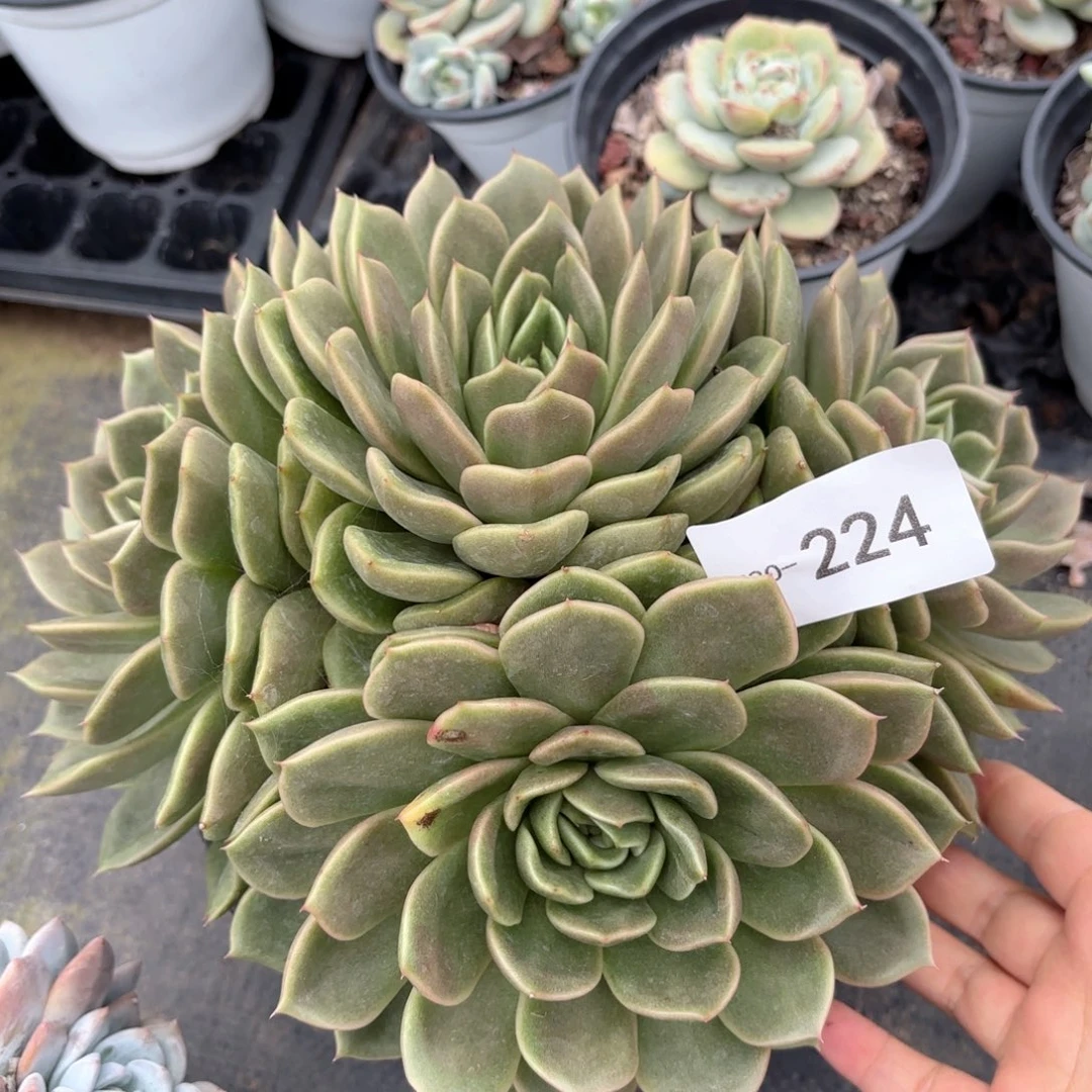同温层多肉白玫瑰224