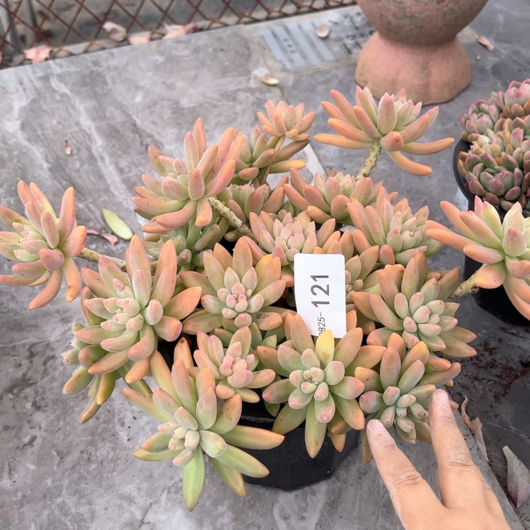 茗*同温层多肉秋丽121