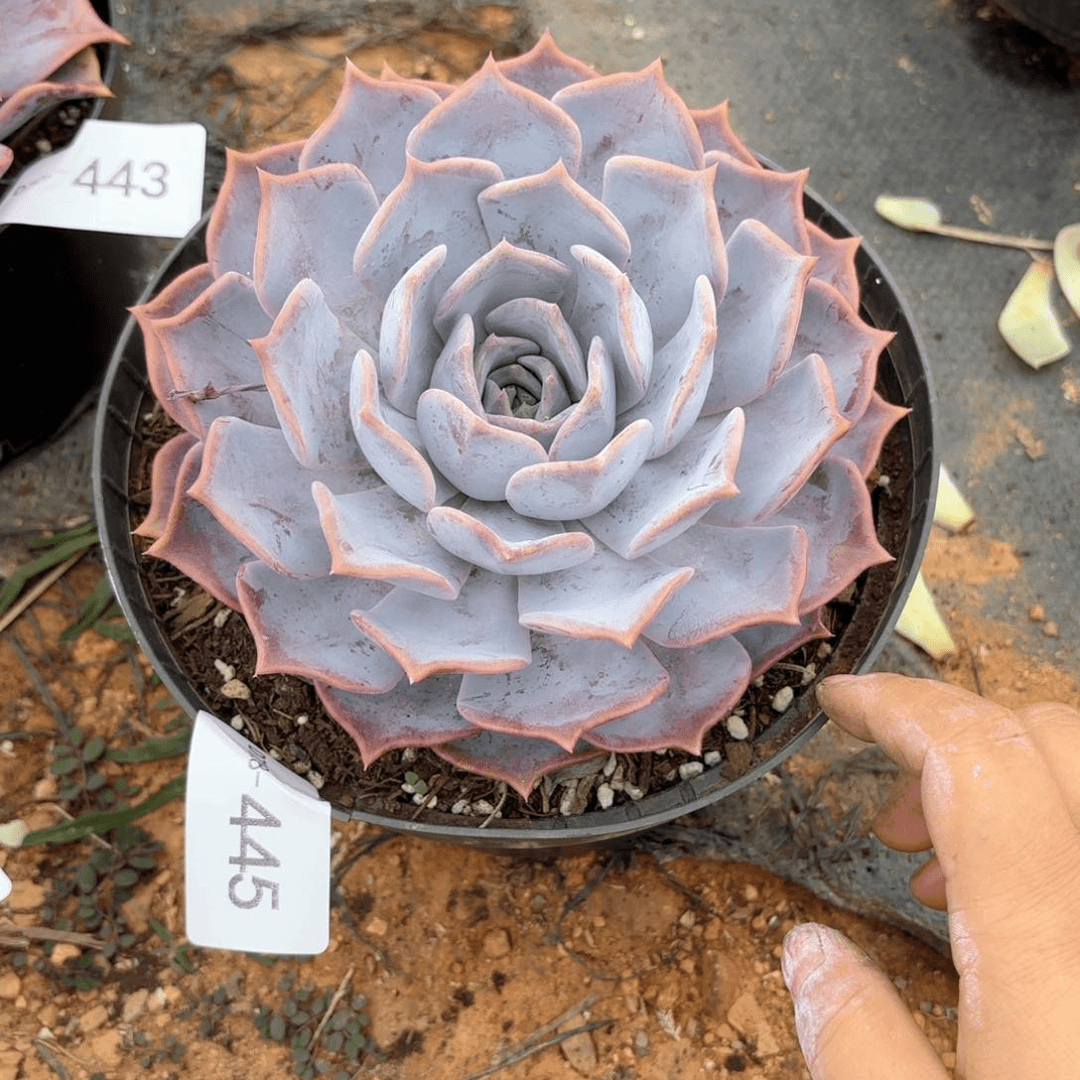 同温层多肉露西娜445