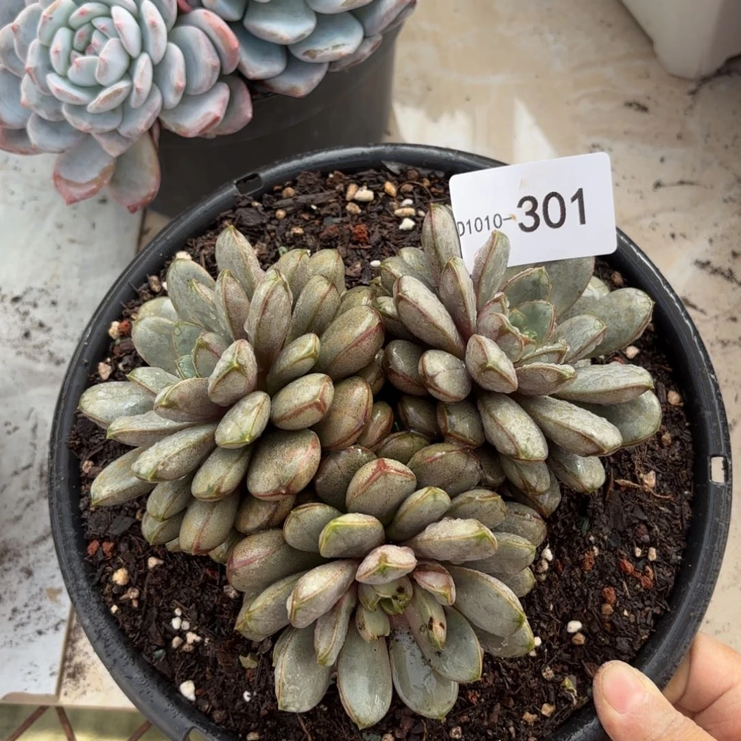 红温层多肉葡萄301