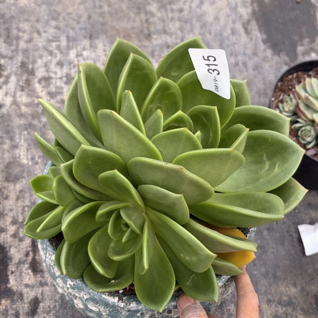 19315翠花同温层花卉