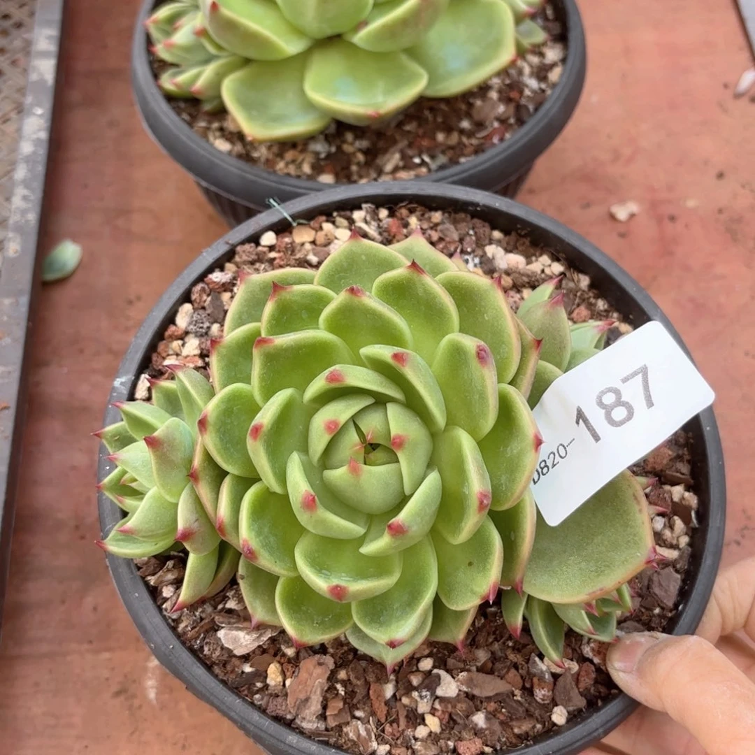 20187蓝龙同温层花卉