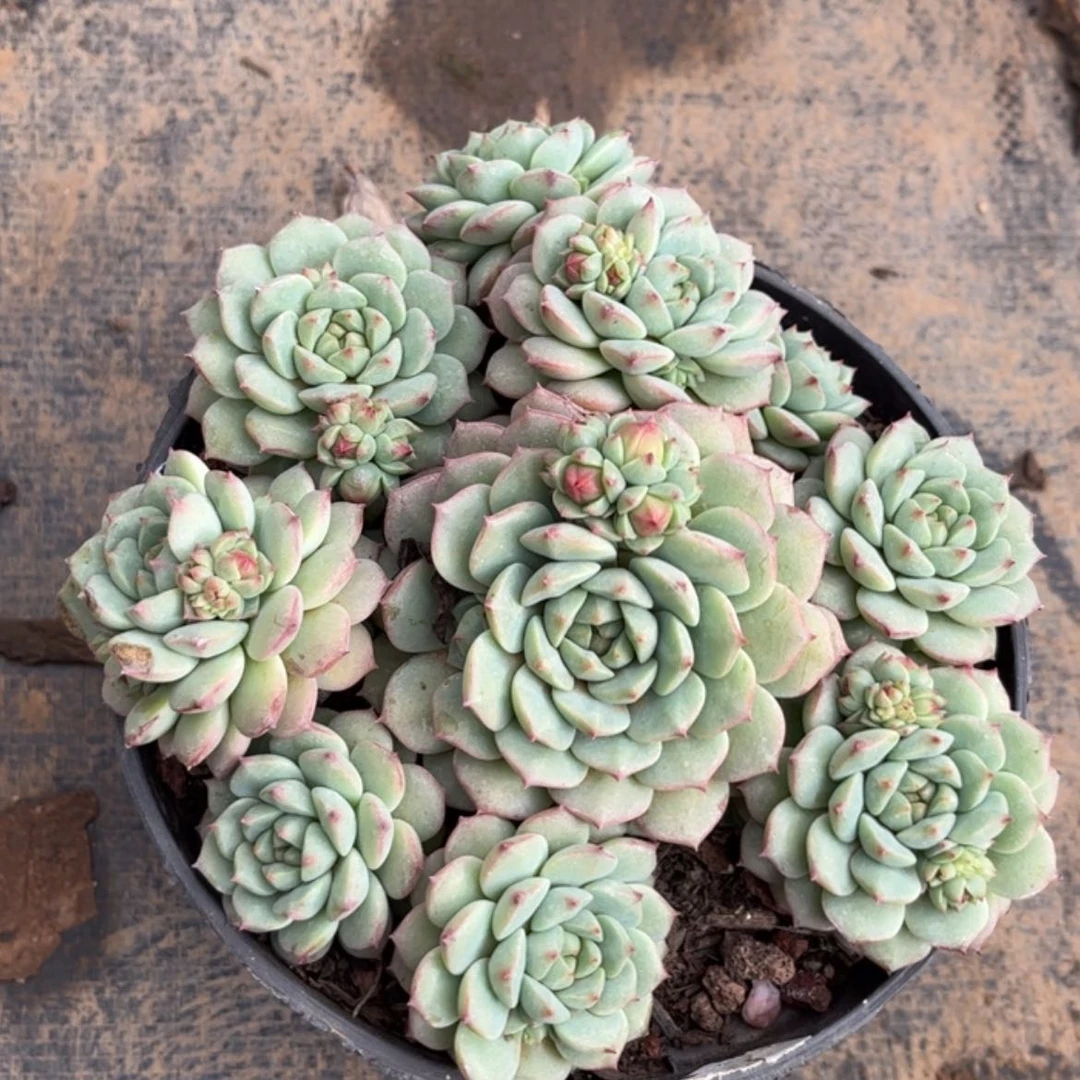 【闪购商品】遇****)熊猫脸