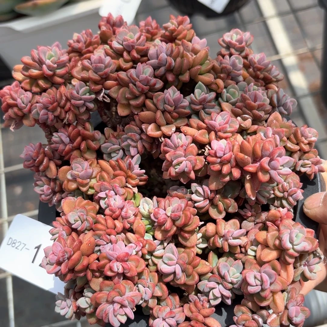 同温层多肉紫心120