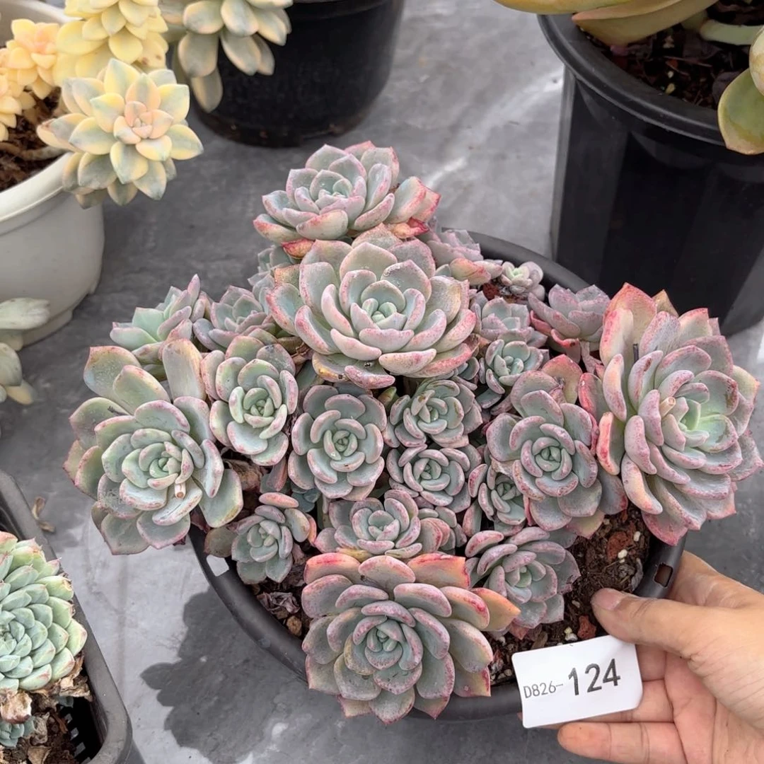 宝***人同温层多肉千山雪124