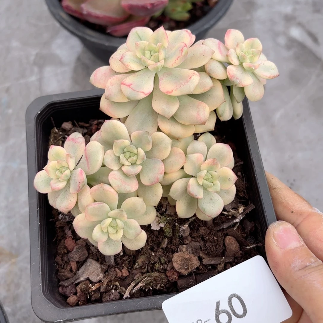 同温层多肉探戈锦60