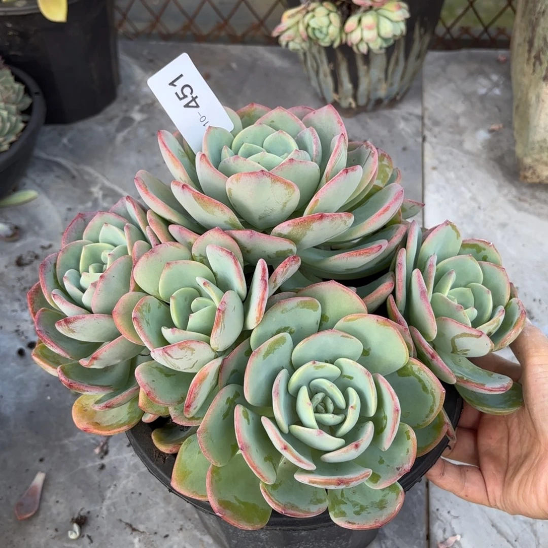 同温层多肉白月光451