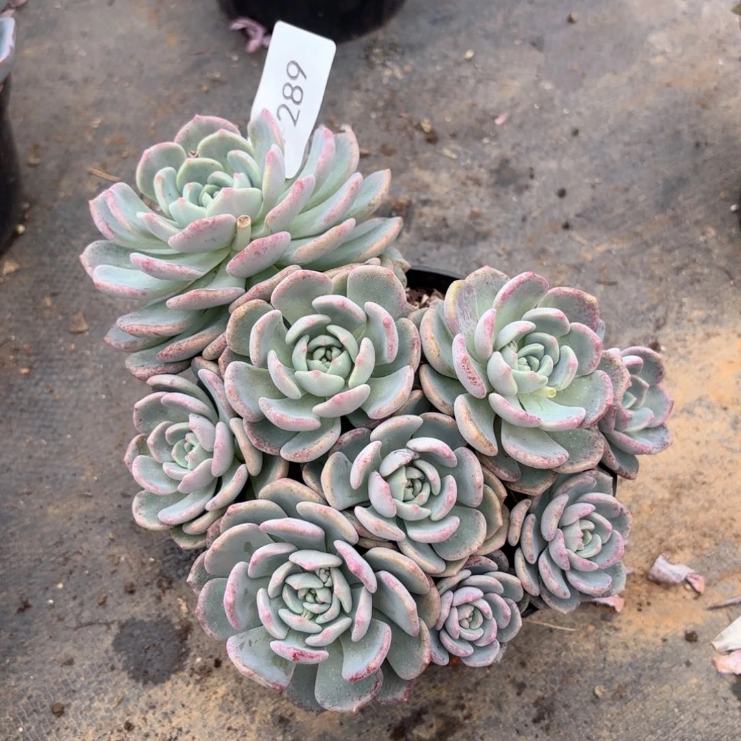 同温层多肉千山雪289