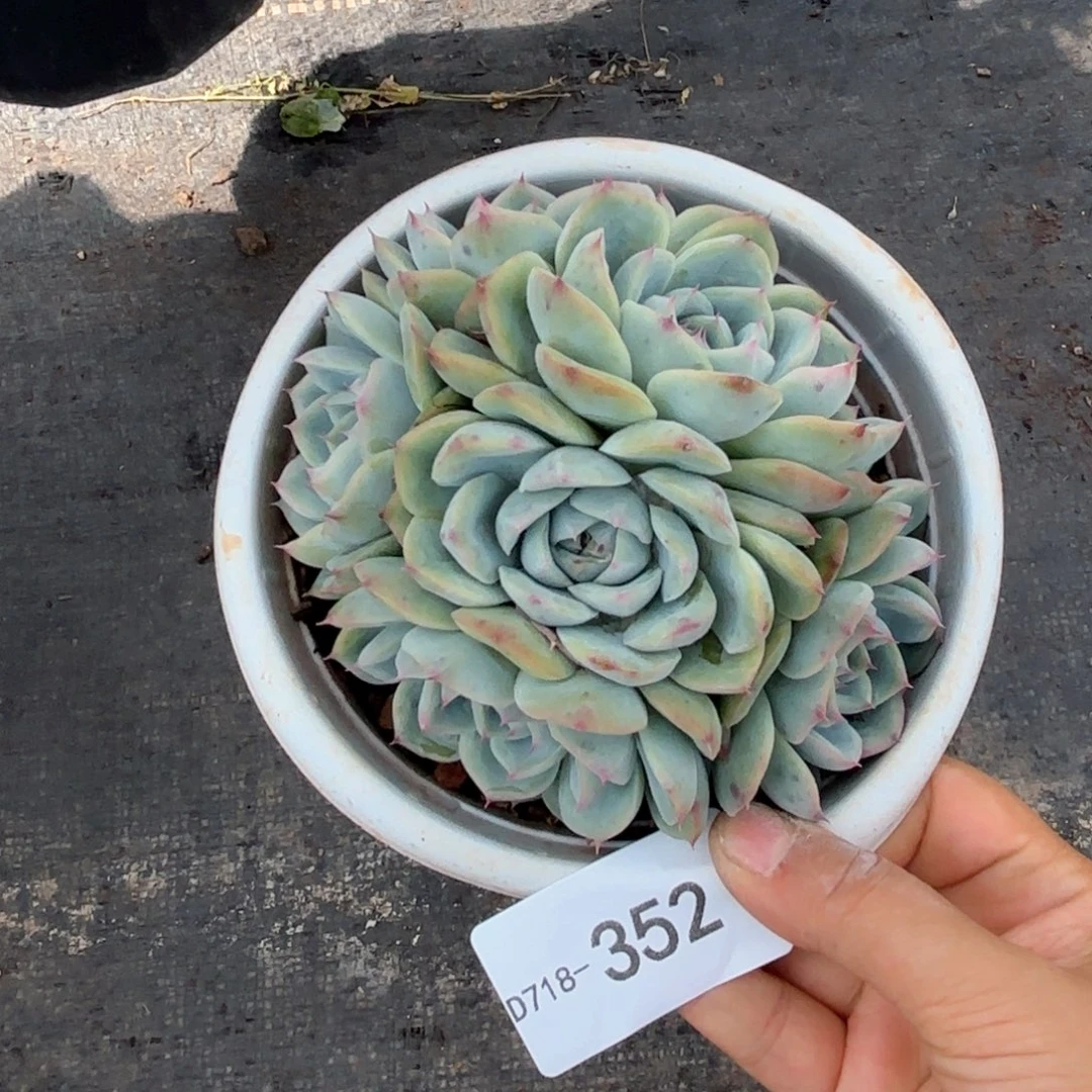 同温层多肉粉水晶352
