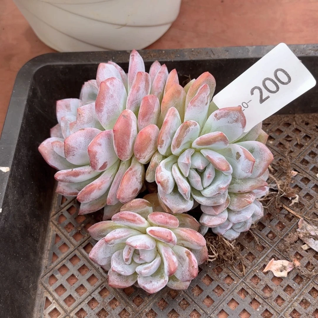 20200橙梦露同温层花卉