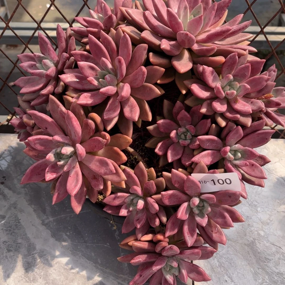16100桃花源同温层花卉