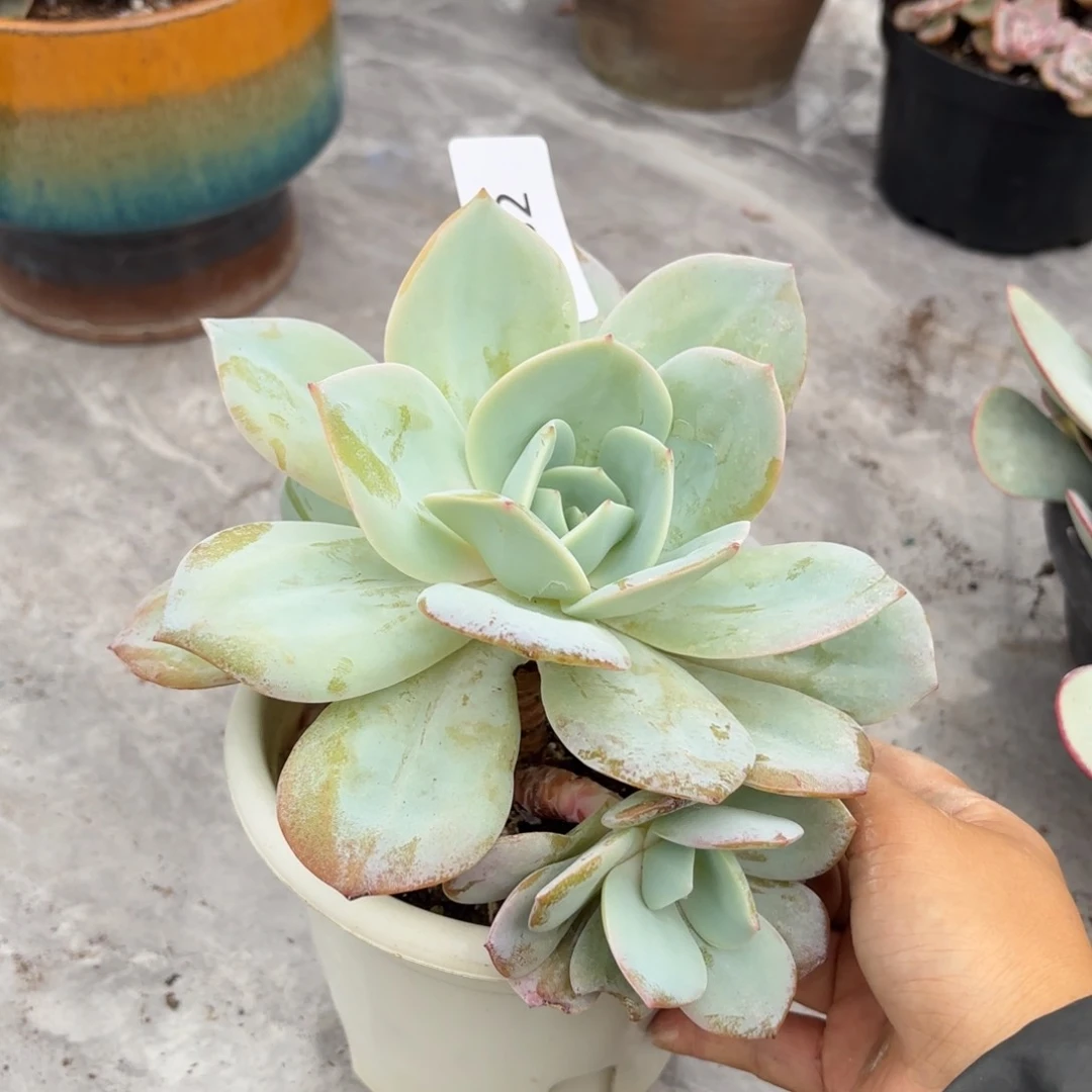 ?****?同温层多肉奶茶82