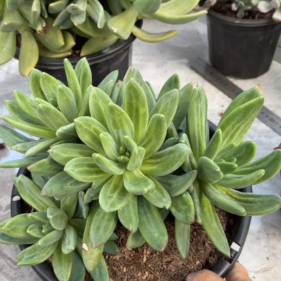 同温层多肉海洋之歌254