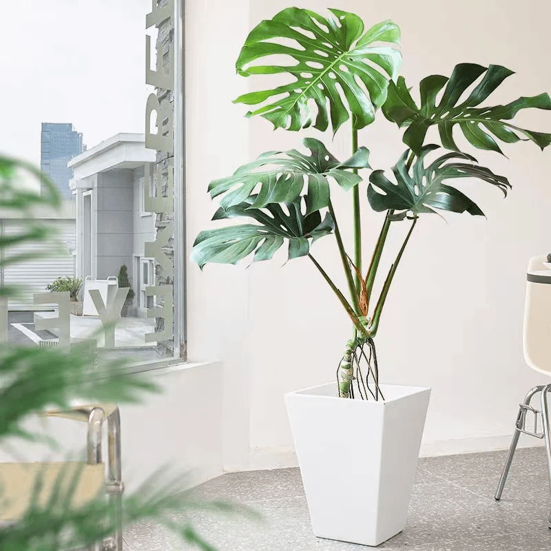 一物一拍龟背竹大盆栽大叶老桩造型大颗落地客厅植物室内大型绿植